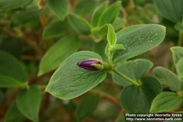 Photo: Tibouchina urvilleana 1.