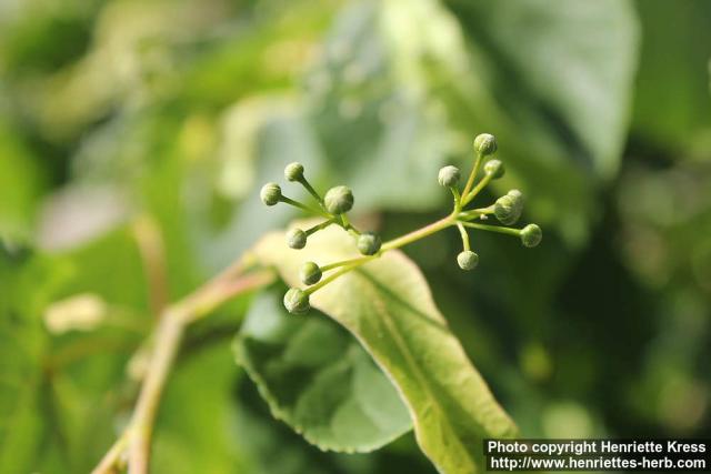 Photo: Tilia x europaea 4.