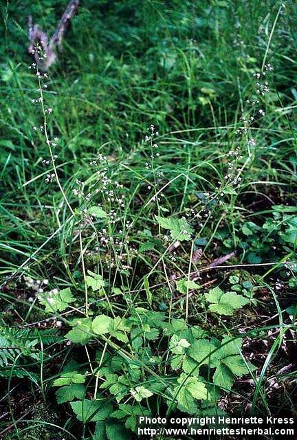 Photo: Tiarella trifoliata.