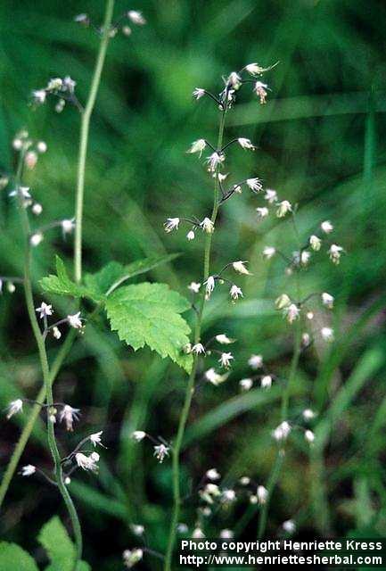 Photo: Tiarella trifoliata 1.