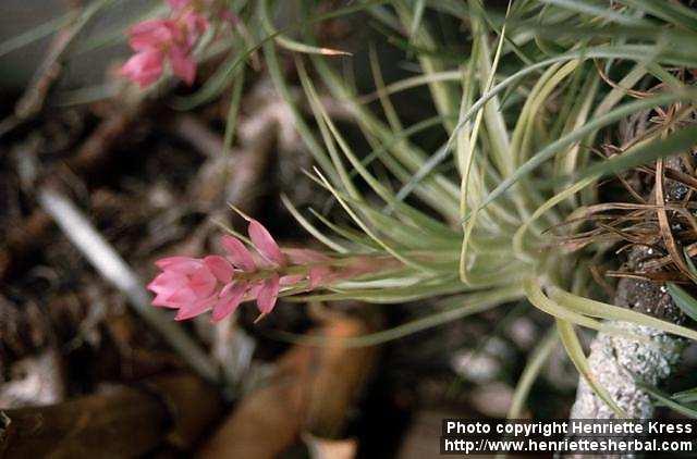 Photo: Tillandsia recurvata 1.