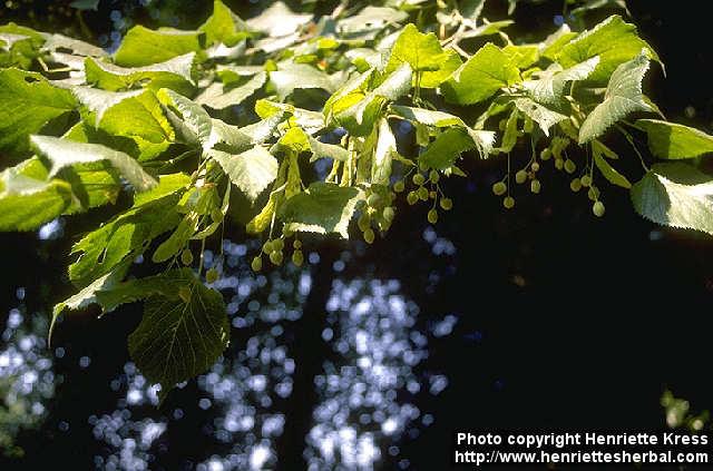 Photo: Tilia platyphyllos 1.