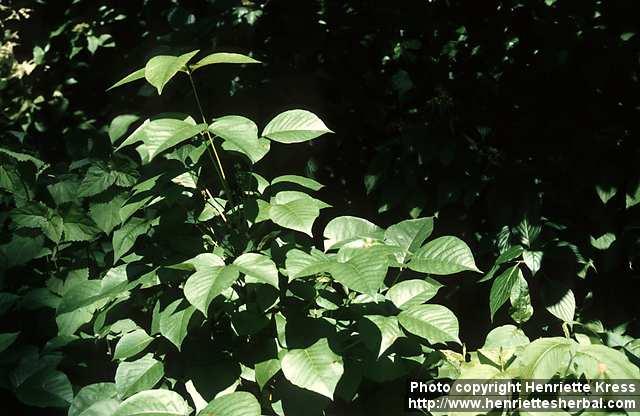 Photo: Toxicodendron radicans 1.