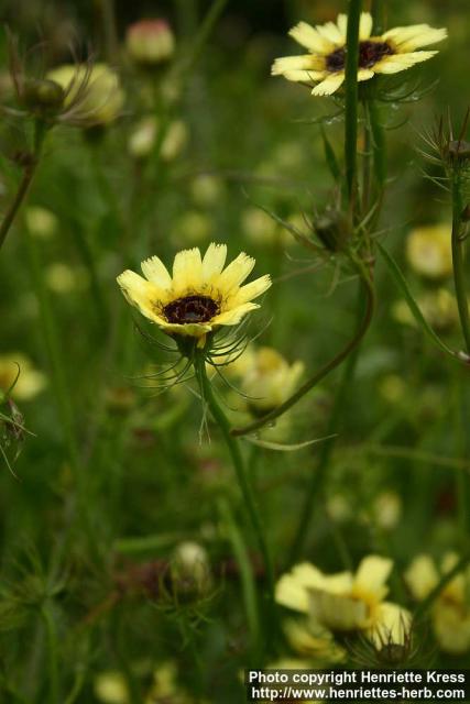 Photo: Tolpis barbata 1.