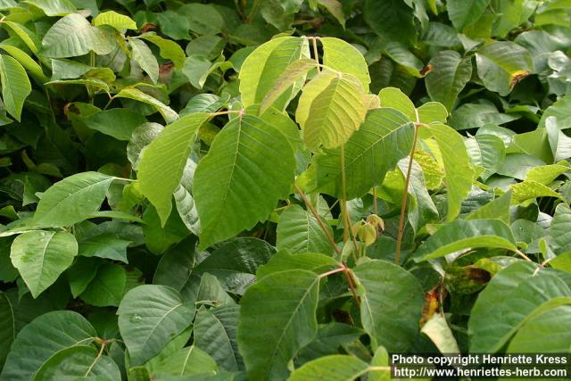 Photo: Toxicodendron rydbergii 2.