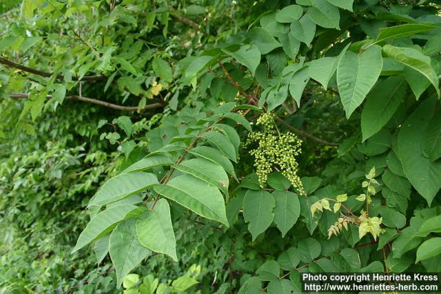 Photo: Toxicodendron vernicifluum 2.