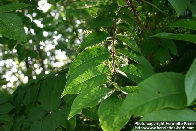 Photo: Toxicodendron vernicifluum 4.