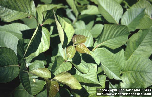 Photo: Toxicodendron radicans 4.