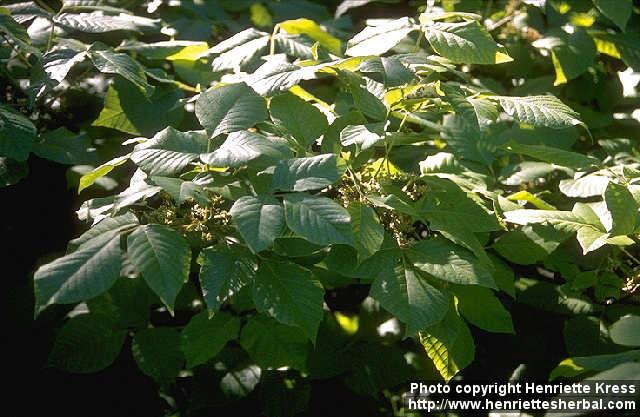 Photo: Toxicodendron radicans.