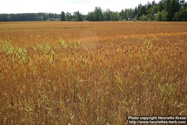 Photo: Triticum aestivum 1.