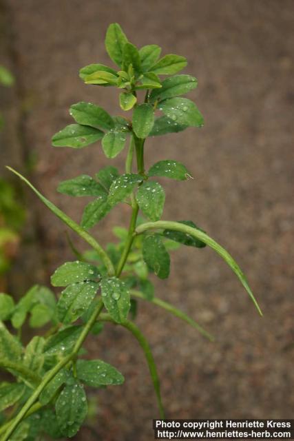 Photo: Trigonella foenum graecum 1.