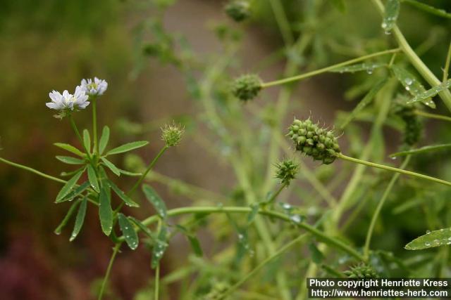 Photo: Trigonella caerulea 1.