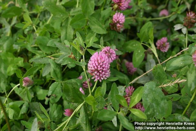 Photo: Trifolium pratense 3.