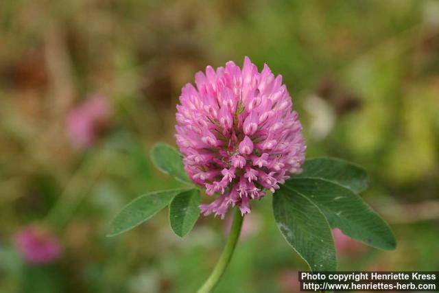 Photo: Trifolium pratense 4.