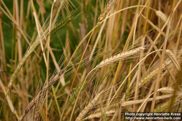 Photo: Triticum turgidum.