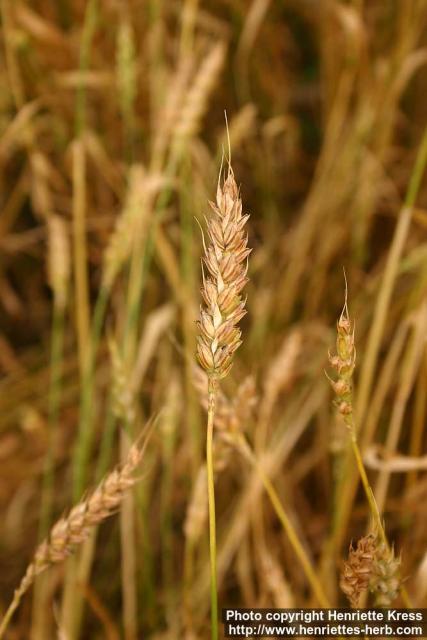 Photo: Triticum aestivum 5.