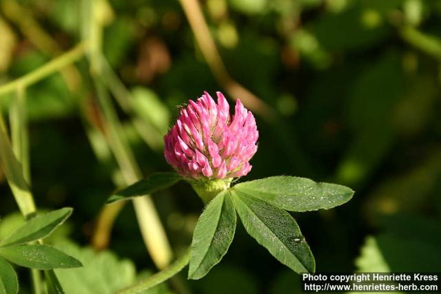 Photo: Trifolium medium 4.