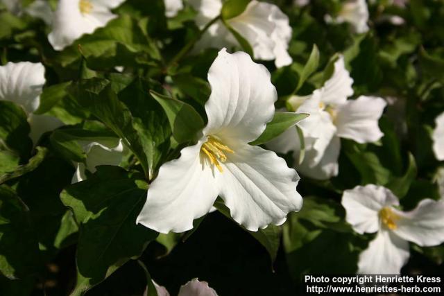 Photo: Trillium grandiflorum 3.