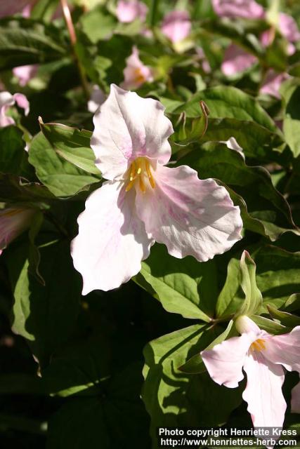 Photo: Trillium grandiflorum 4.