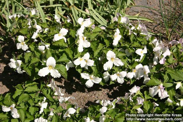 Photo: Trillium grandiflorum 5.