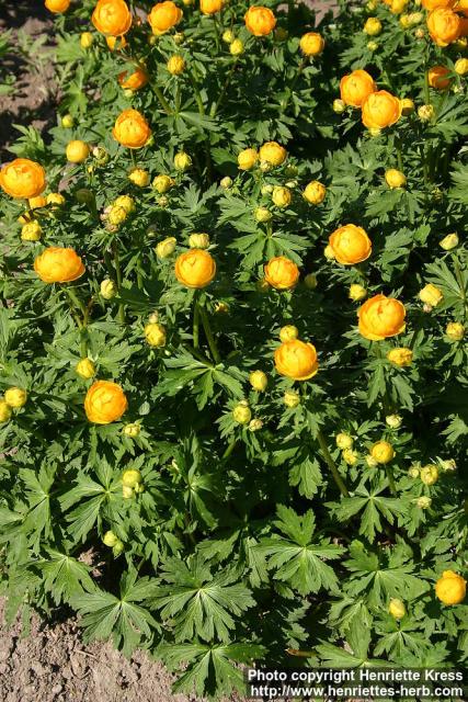 Photo: Trollius x cultorum.