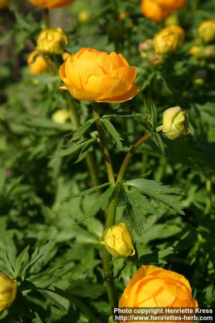 Photo: Trollius x cultorum 1.