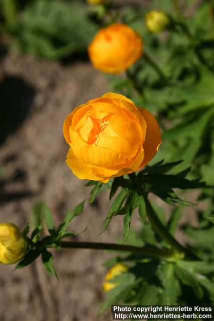 Photo: Trollius x cultorum 2.