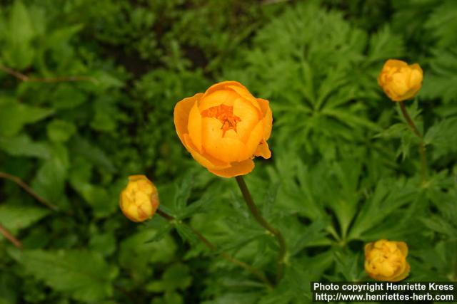 Photo: Trollius x cultorum 4.