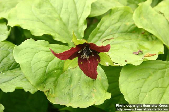 Photo: Trillium erectum 2.