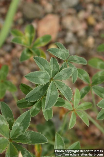 Photo: Trifolium macrocephalum 1.