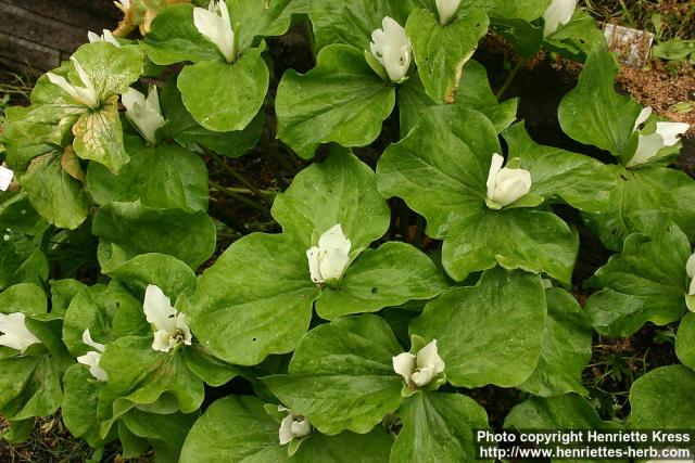 Photo: Trillium albidum 1.