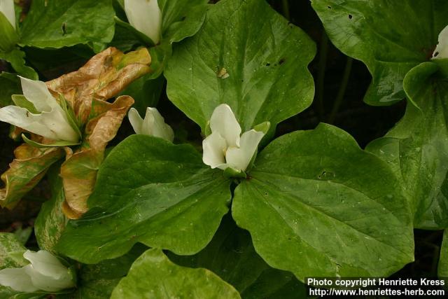 Photo: Trillium albidum 2.