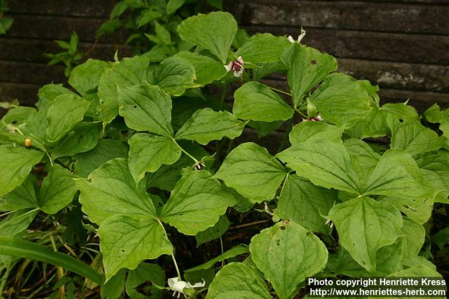 Photo: Trillium erectum 3.