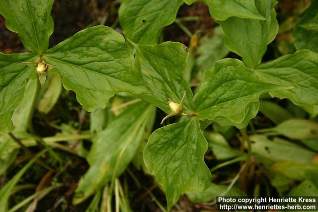 Photo: Trillium tschonoskii.