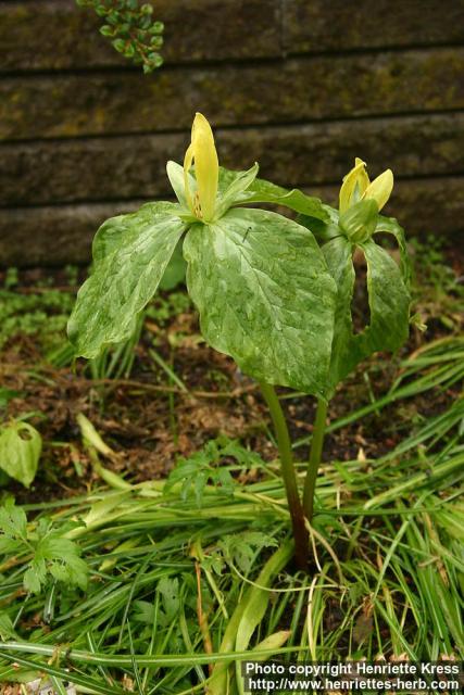 Photo: Trillium luteum.