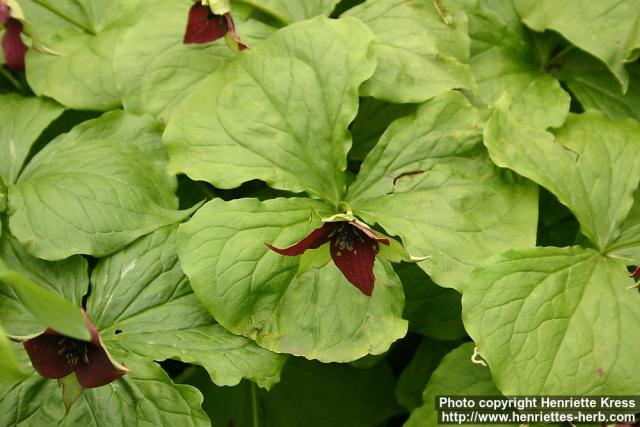 Photo: Trillium erectum 5.