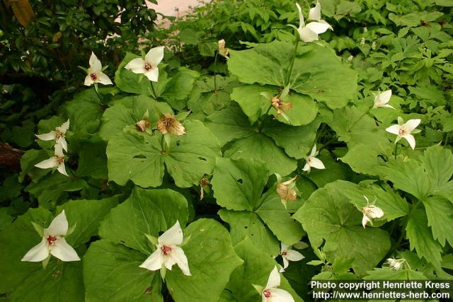 Photo: Trillium flexipes.