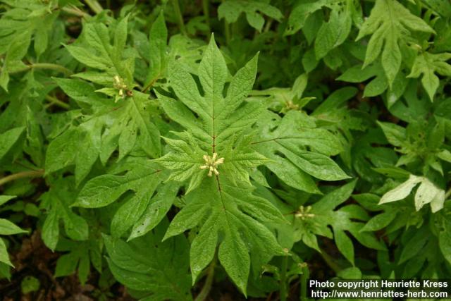 Photo: Triosteum pinnatifidum.