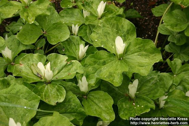 Photo: Trillium albidum 3.