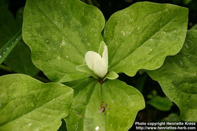 Photo: Trillium albidum 4.