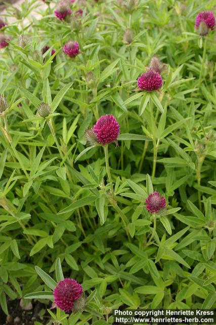 Photo: Trifolium alpestre.