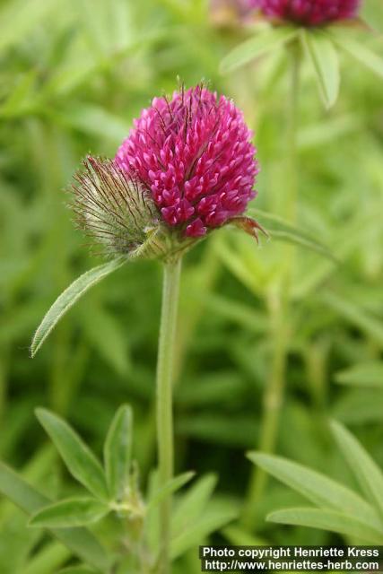 Photo: Trifolium alpestre 1.