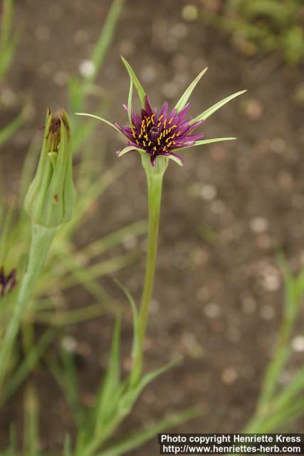 Photo: Tragopogon porrifolius 1.