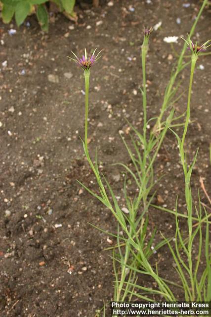 Photo: Tragopogon porrifolius 2.