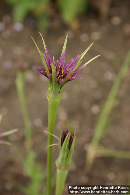 Photo: Tragopogon porrifolius 3.