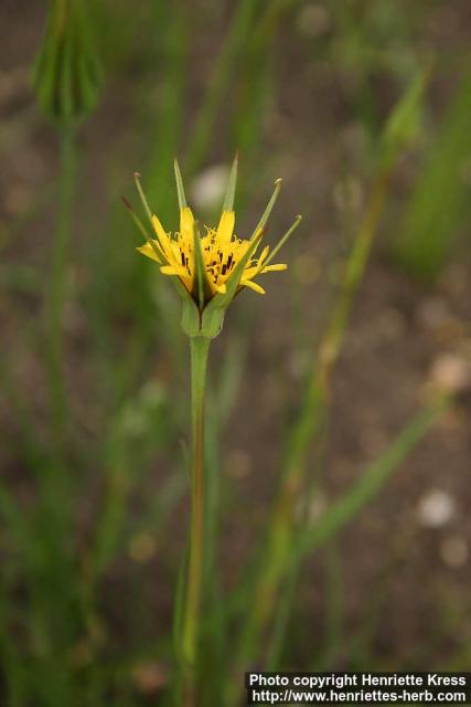 Photo: Tragopogon pratensis 3.