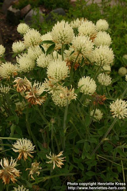 Photo: Trifolium canescens.