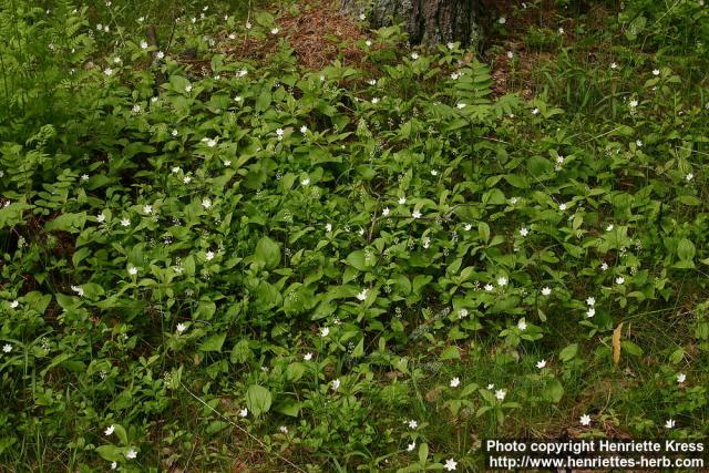 Photo: Trientalis europaea 1.