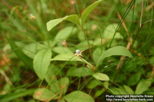 Photo: Trientalis europaea 6.