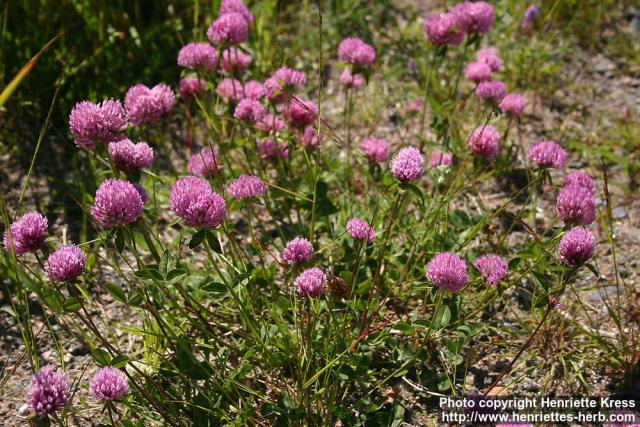 Photo: Trifolium pratense 6.